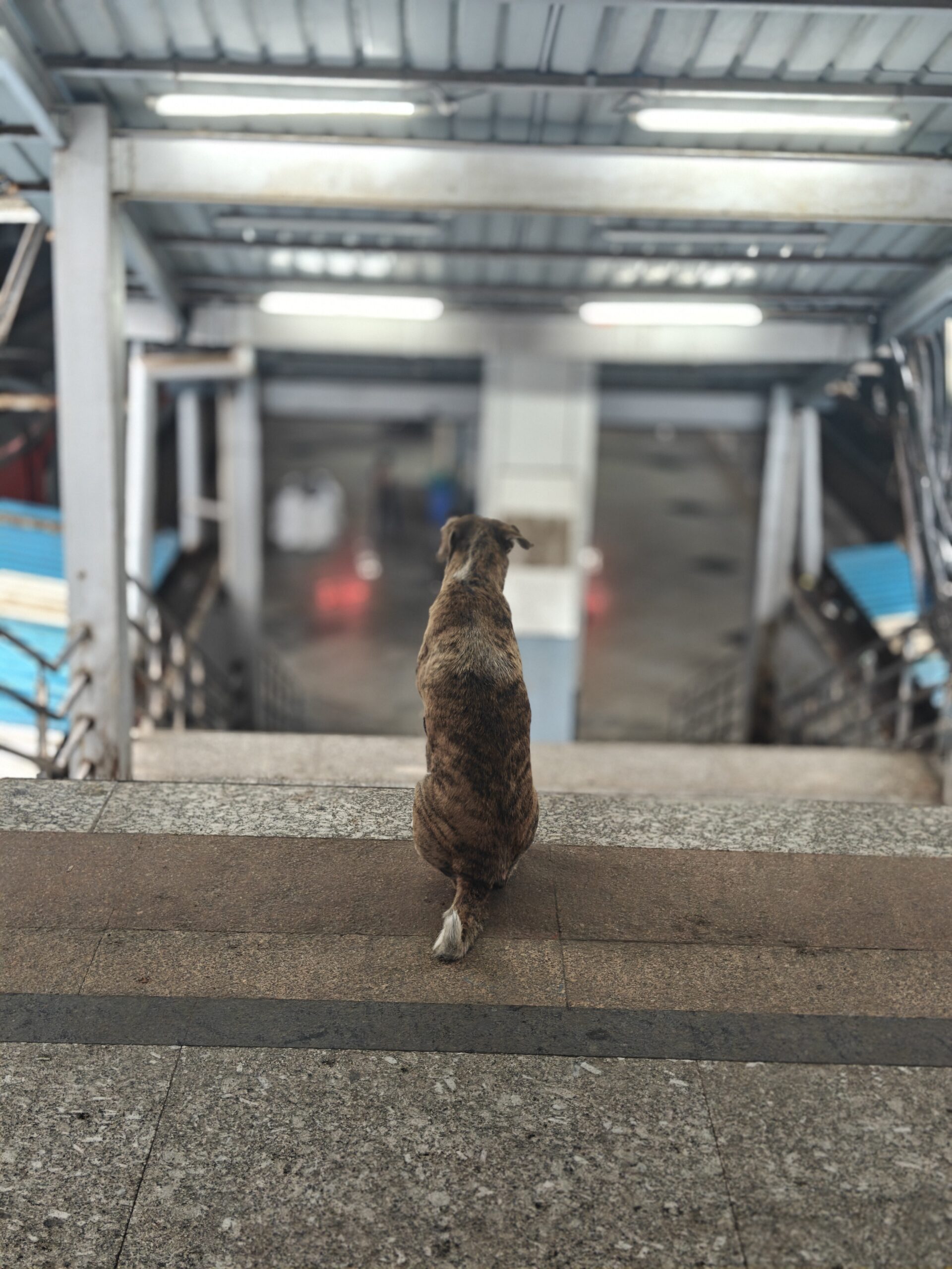 Campaign to have pet spiders