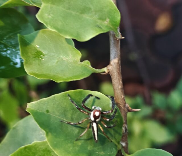 Campaign to have pet spiders